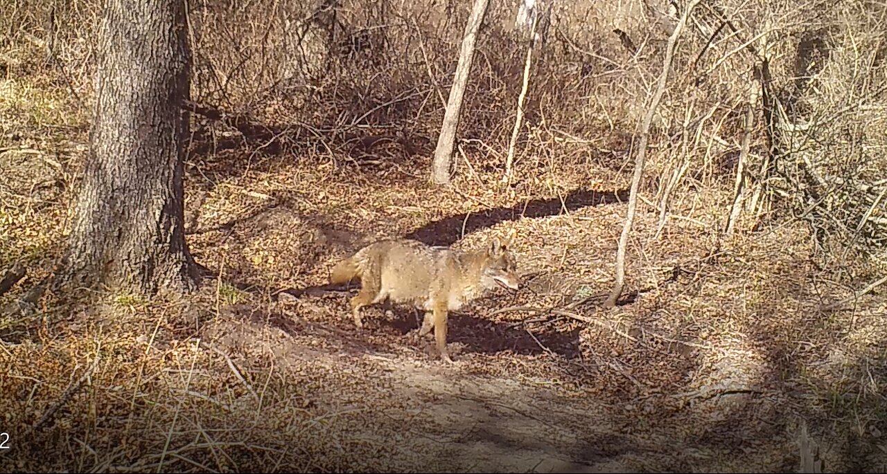 Very Healthy (Fat) Coyote