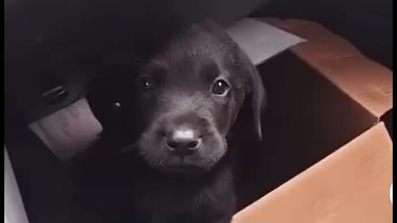 Amazing dogs 🐶 trending video