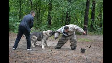 Comment se défendre contre un chien. Self défense contre les attaques de chiens