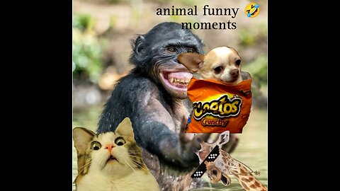 Very funny 🤣😂 moments with animals 🤣