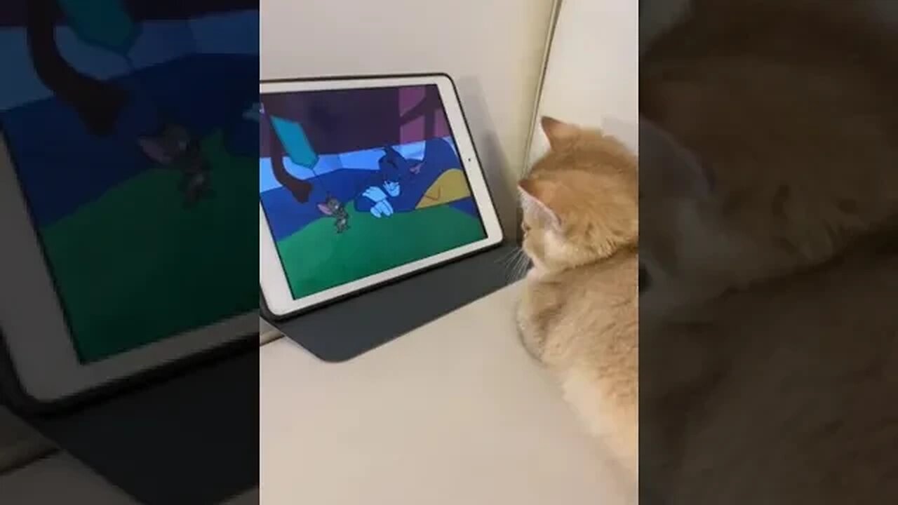 CAT VIDEO