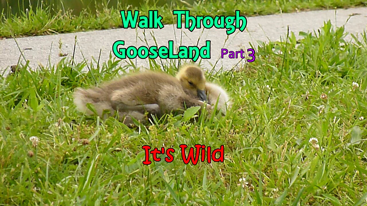 Walk Through GooseLand Part 3