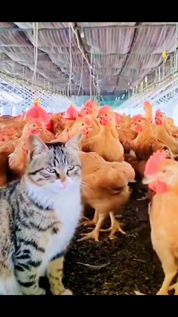 Funny Cat & Hen fight 🐈🐓 2022 / Amazing funny videos #rumbleshorts video