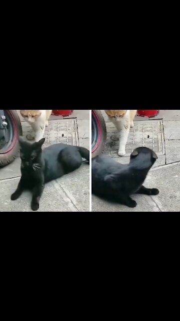 Cat Ends Up Discovering The Black Cat's Betrayal, And The Black Cat Gets Scared