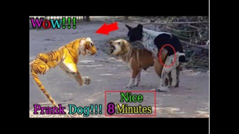 Wow, what a clever prank!!! Fake Tiger Prank Dog