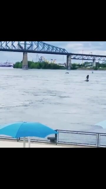 Humpback Whale spotted swimming in the St. Laurent River in Montreal