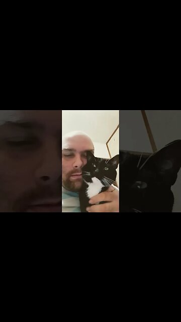 Daily dose of Kitty 5 #kittycat #catvideos #cat #catshorts #youtubeshorts #shortsfeed #shortsvideo