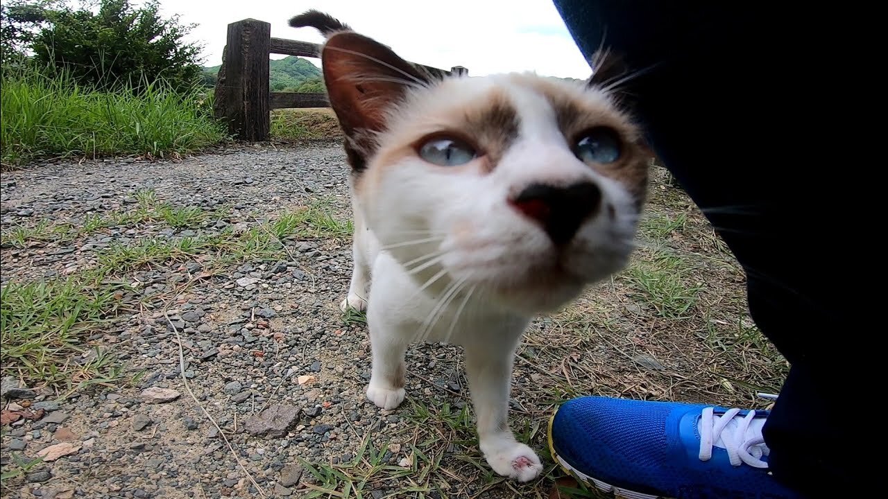 The black cat kitten was approaching, so when Nadenade, another kitten came to be muffed