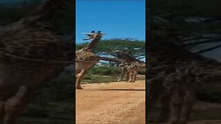 savannah wildlife 1 #relaxing #lions #nature #travel #wildlife #viral #animals #love #cat#short