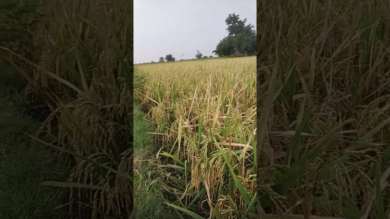 Dhan Khet. #reels #blogger #shortsvideo #vlog #funny #workfromhome #youtubeshorts