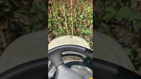 Cub Cadet 2166 vs 8 Foot Tall Japanese Knotweed