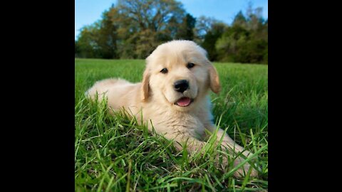 Cutee Puppies shorts || looking amazing