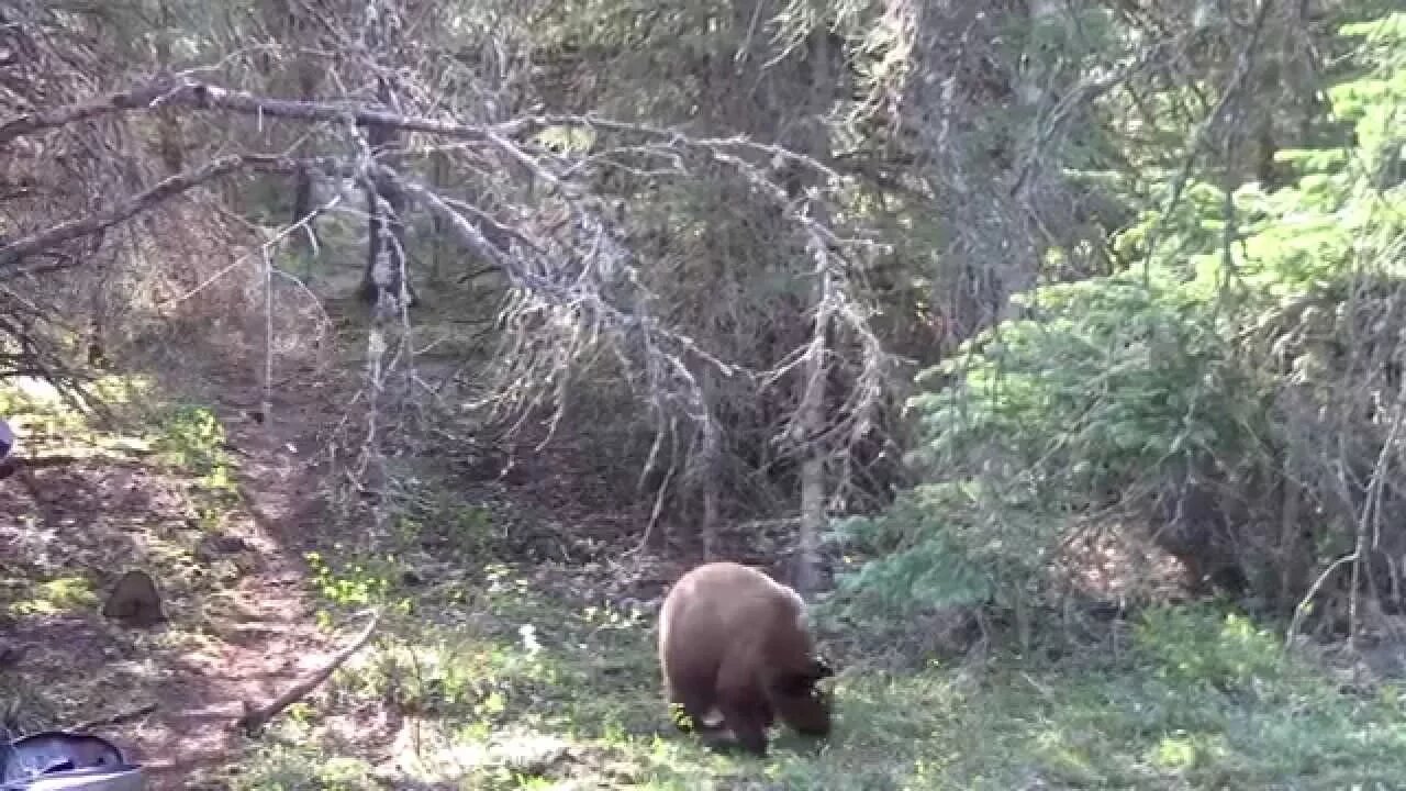 Manitoba Bear Hunt for Blonde bear