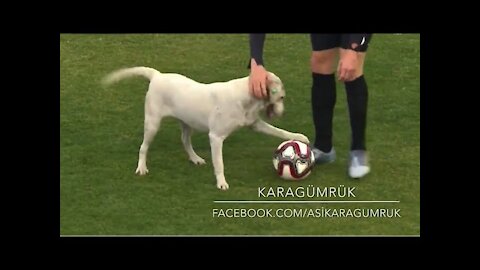 Dog in a football match