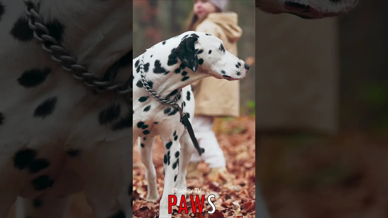 🐶 #PAWS - Dalmatian's Delight: Spots, Autumn Leaves, and Joyful Walks in the Park 🐾