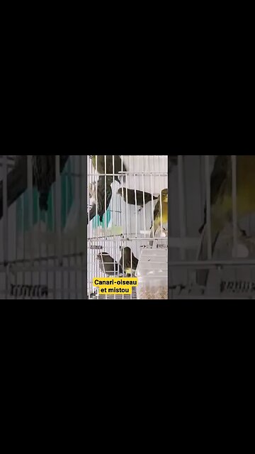 Canari-oiseau et mistou