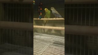 Budgies Escape 😄 #budgies #shorts #youtubeshorts #parrots #animallover