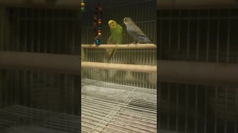 Budgies Escape 😄 #budgies #shorts #youtubeshorts #parrots #animallover