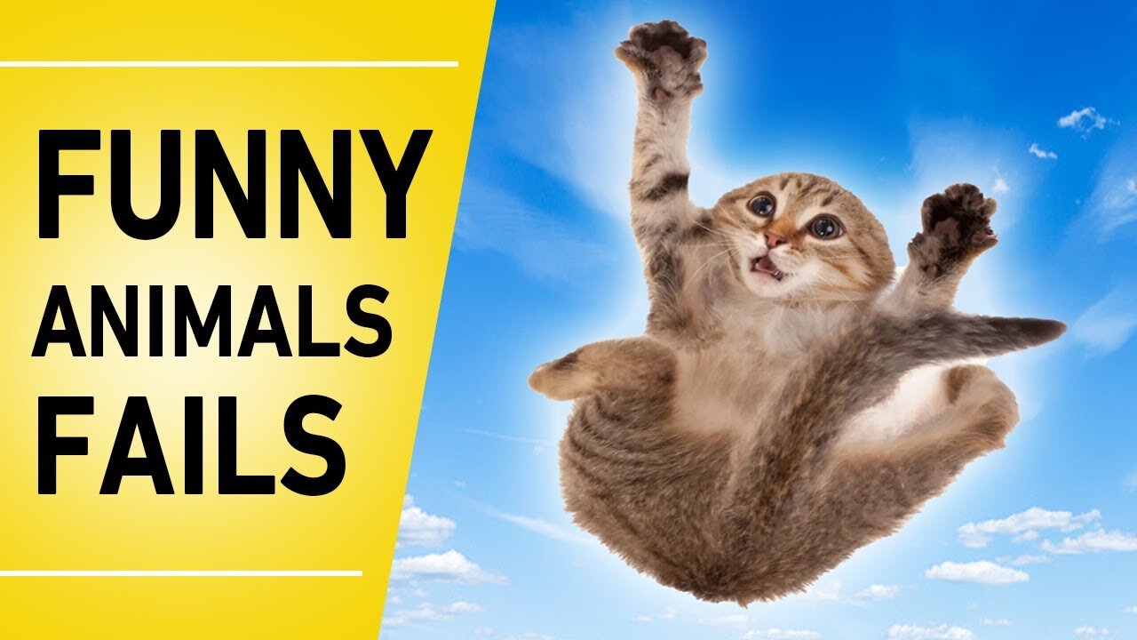 Try not to laugh-Funny animal accidents😹