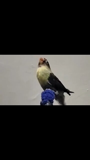 lovebirds chirping in their cages