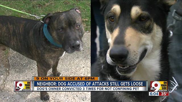 I-Team: Dog accused of biting neighbor, other dog