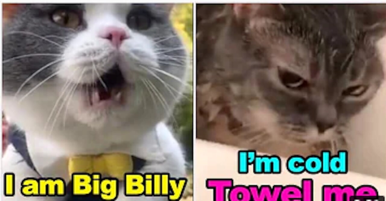 Cats talking ! these cats can speak english better than hooman, incredible