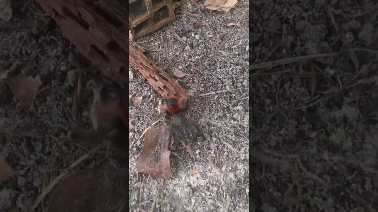 🍀minha amiga 🕷️