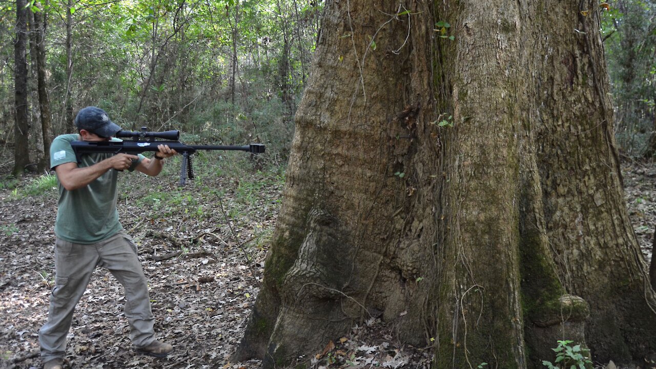 How Big of a Tree Does it Take to Stop a .50BMG?