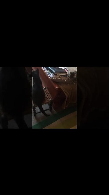 14 - PIP....... it is boring upstairs ....and i am hungry