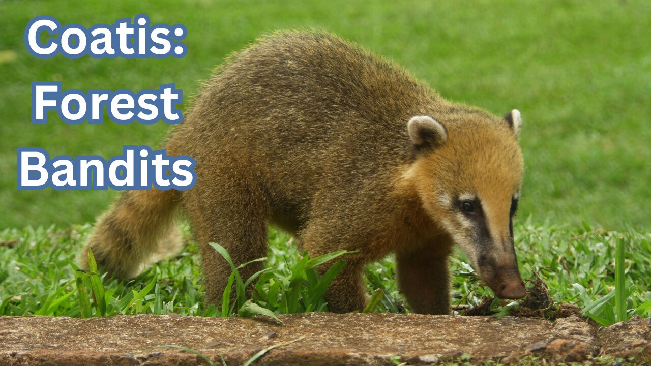 Coatis: Forest Bandits in Action