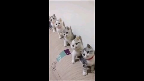 Baby cat funny moments 😂😂