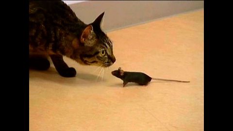 Cat and Mouse Best Friends