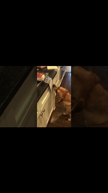 Pablo Wants the Bacon!