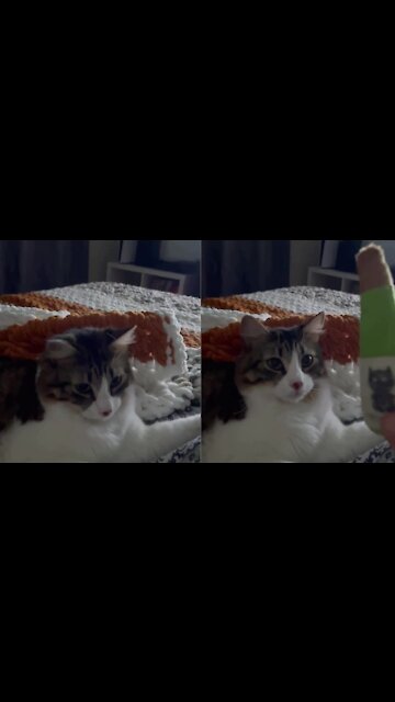 This cat is very smart, look what he did