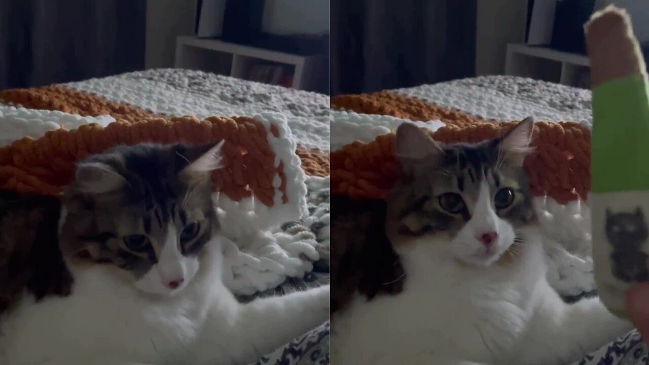 This cat is very smart, look what he did