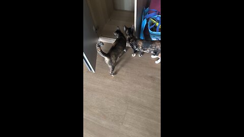 Curious Kittens and a Wardrobe, Jul 24
