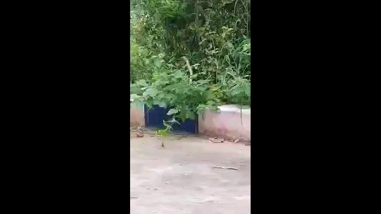 Snake 🐍 Cobra
