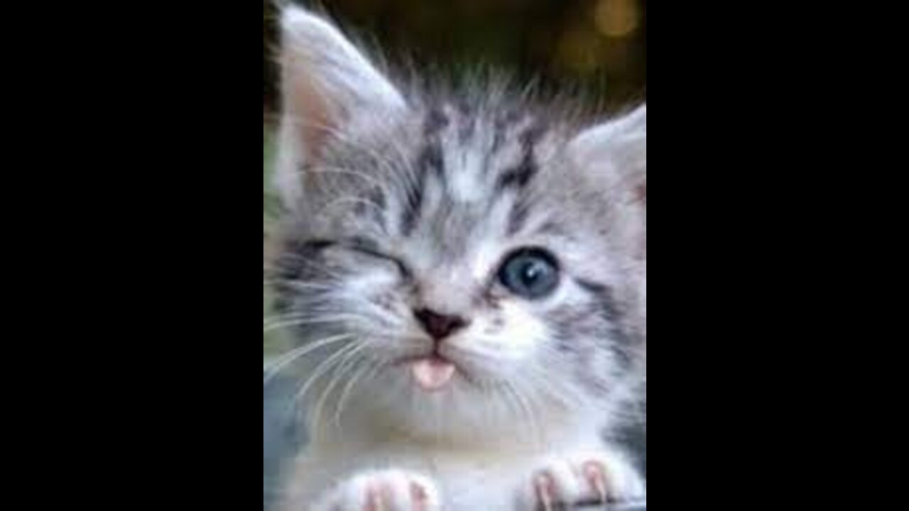 Cat's Funny and Cut life ats and Owners are the best friends Videos