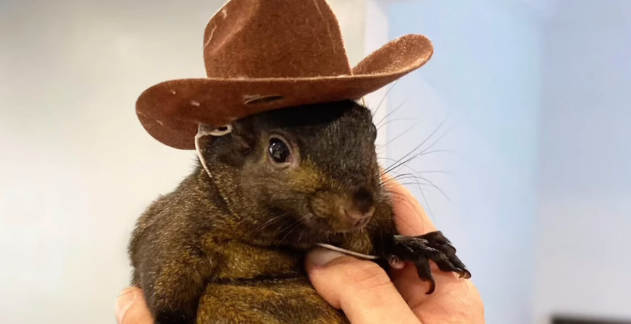 #Justice4Peanut