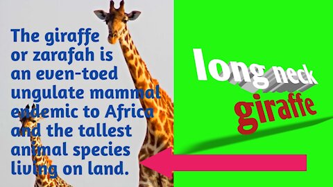Long neck giraffe