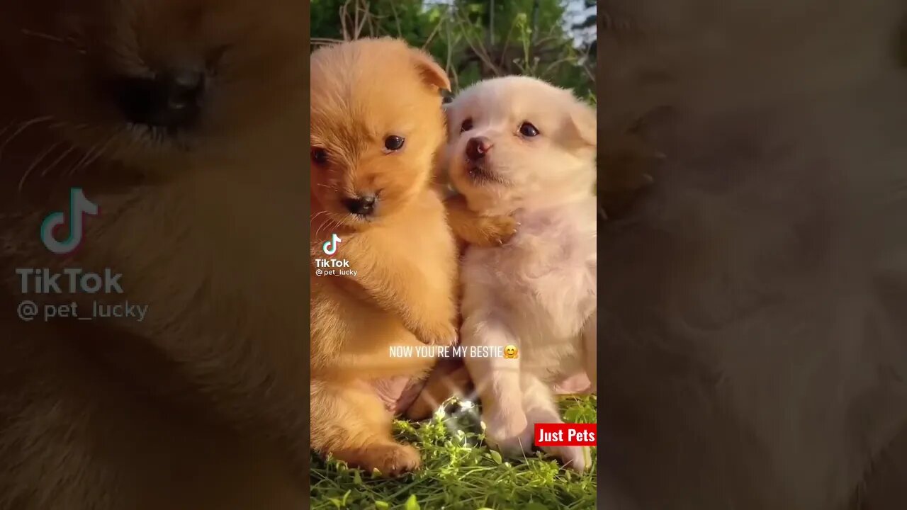 Cute Puppy brothers #shorts #cute #viral #tiktok #funnyanimals