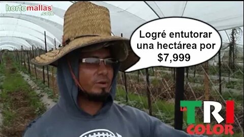 Testimonio, Cultivo de Pepino con Malla Espaldera TRICOLOR de HORTOMALLAS