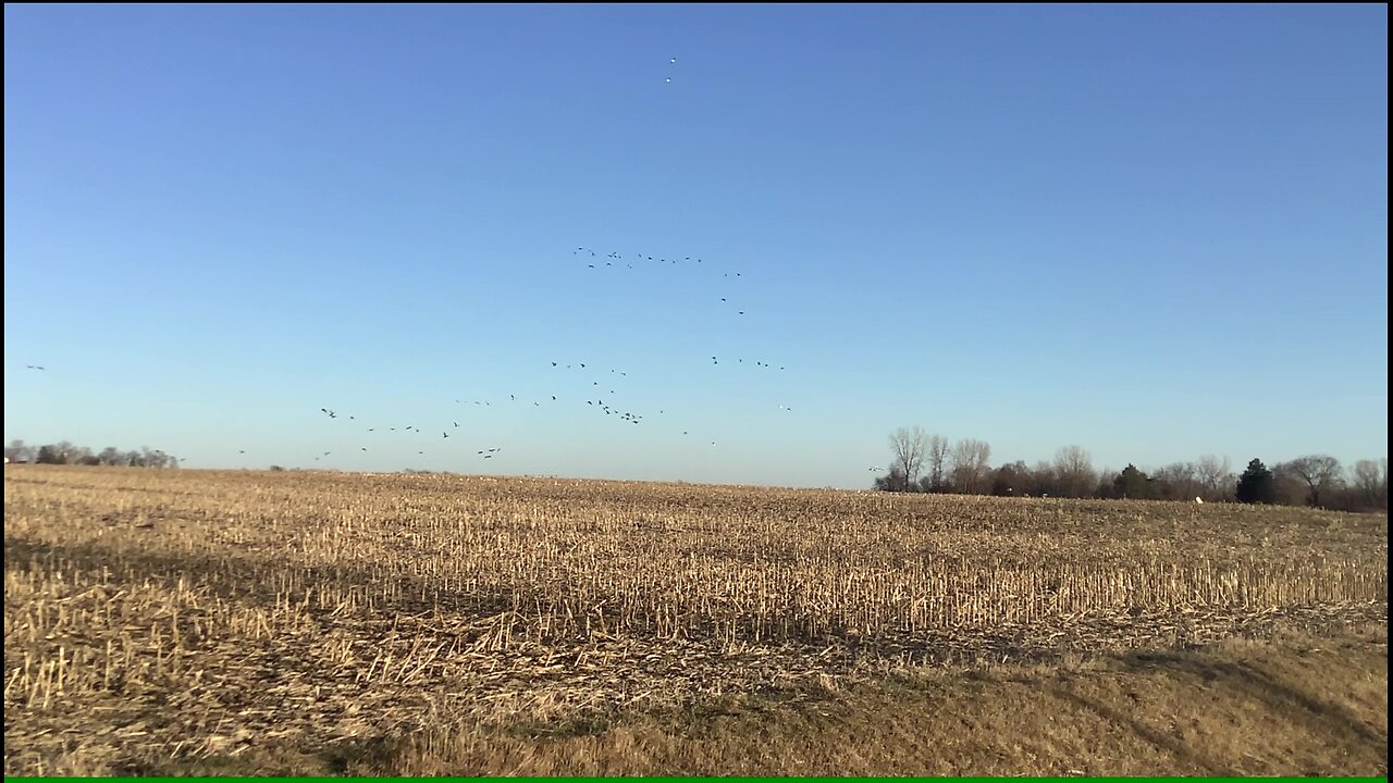 Wild Geese Feeding in a Corn Field