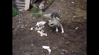 Bunny rabbit happily plays with large farm dog