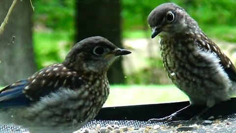 Baby Bluebirds