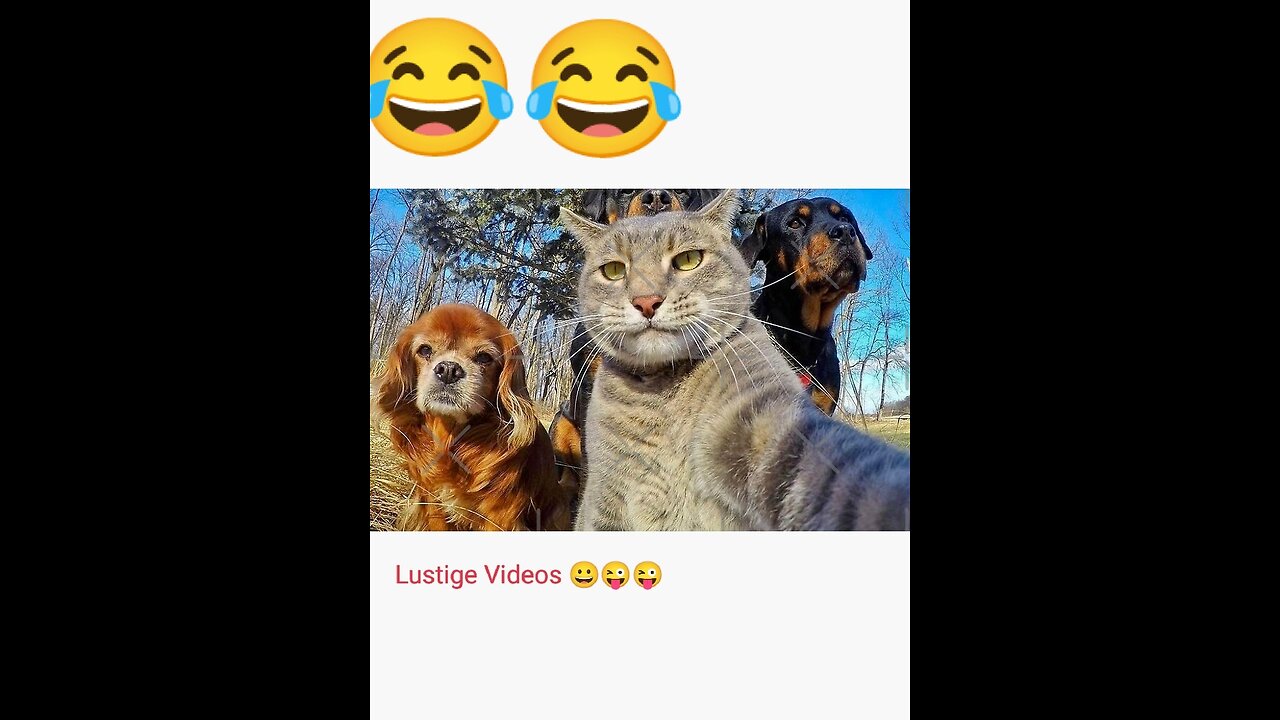 Lustige Videos 😀😜