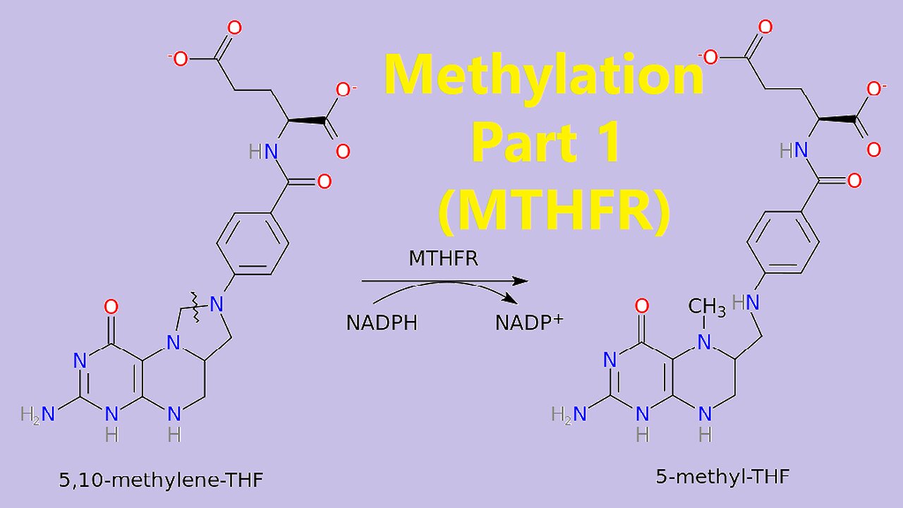 Methylation - Part 1 (MTHFR) - MTHFR KETO CARNIVORE