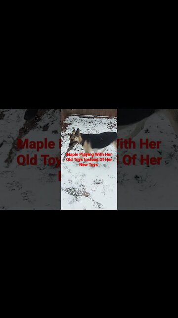 My Shepsky Maple Doesn't Like Her New Presents #shorts