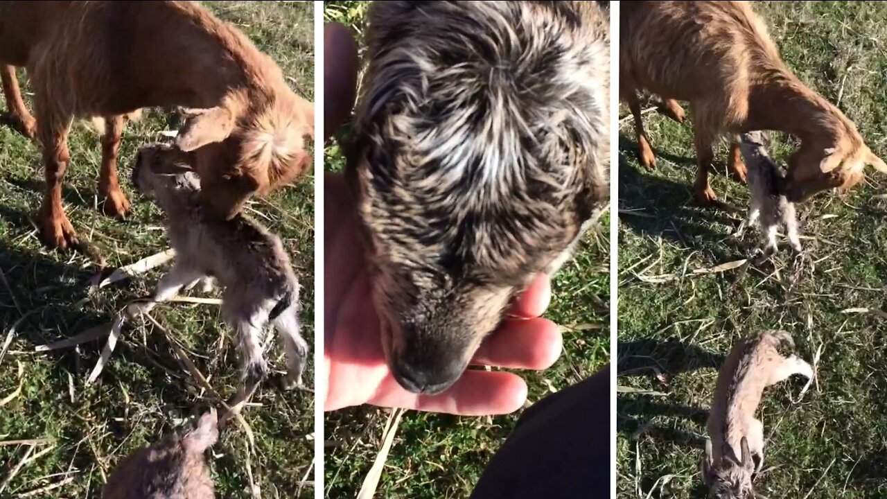 Adorable Baby Goats