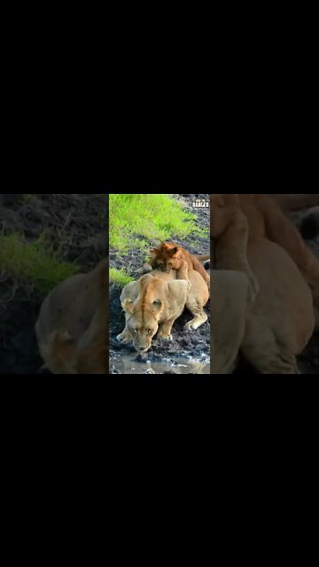 Playful Lion Cub | Saturday #shorts